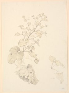 Skræppeplanter. af P.C. Skovgaard