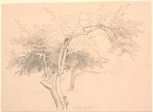 Studie af trætoppe. af P.C. Skovgaard