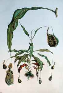 Nepenthes Hookeriana, botanisk plade fra 