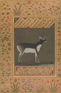 Black Buck, Folio fra Shah Jahan Albummet, recto: ca. 1615-20, bagside: ca. 1530-50. af Painting attributed to Manohar