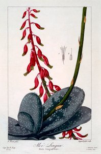 Aloe sprog, pub. 1836. af Panacre Bessa