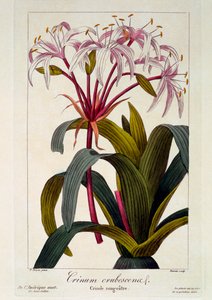 Rødmende hår, pub. 1836 af Panacre Bessa