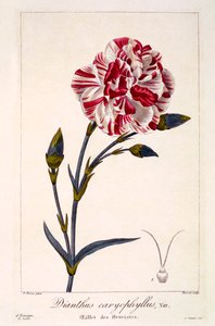 Dianthus caryophyllus, pub. 1836. af Panacre Bessa