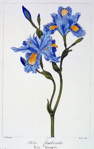 Fringed Iris, pub. 1836. af Panacre Bessa