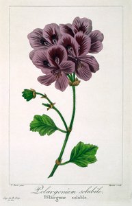 Pelargonium, pub. 1836. af Panacre Bessa