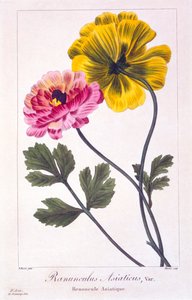 Persisk smørblomst, pub. 1836. af Panacre Bessa