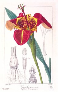 Tigerblomst eller påfugleblomst, pub. 1836.