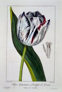 Tulipan: Hertuginde af Toscana, pub. 1836.