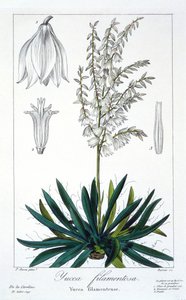 Yucca filamentosa, pub. 1836. af Panacre Bessa