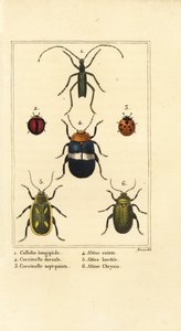 Callidium longipes 1, mariehøns, Jauravia dorsalis 2, Coccinella septempunctata 3, loppebiller, Altica cincta 4, Altica emarginata 5 og Altica chrysis 6 af Pancrace (after) Bessa