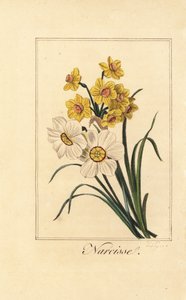 Påskelilje varianter, Narcisse, Narcissus poeticus og Narcissus pseudonarcissus