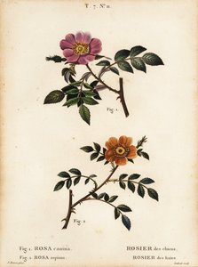 Hunderose, Rosa canina, Rosier des Chiens 1, og småbladet sød-briar, Rosa sepium, Rosa agrestis, Rosier des Haies 2 af Pancrace (after) Bessa