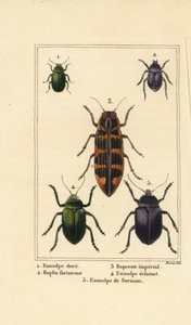Hundebille, Chrysochus auratus 1, Hoplia argentea 2, banksia juvelbille, Cyrioides imperialis 3, Eumolpus fulgidus 4 og Eumolpus surinamensis 5