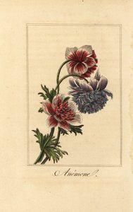 Hybrid valmueanemone, Anemone coronaria af Pancrace (after) Bessa