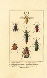 Lampyris-bille, rovbille, Staphylinus erythropterus 2, Staphylinus-art 3, Ampedus sanguineus 4, Silpha pedemonta 5, Temnoscheila virescens 6 og rosenskive, Cetonia aurata 7
