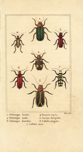 Bladbiller, Galeruca art 1, Aulacophora analis 2, Cyclotrypema furcata 3, Donacia vittata 4, flad barkbille, Cucujus clavipes 5, Pyrrhidium sanguineum 6 og Chlorophorus varius 7 af Pancrace (after) Bessa