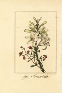 Lilje og rød evighed, Lys og immortelle, Lily hvid og Helichrysum sanguineum
