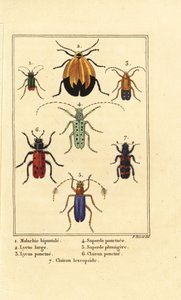Malakitbille, Malachius bipustulatus 1, netvingede biller, Lycus melanurus 2, Lycus punctatus 3, Saperda punctata 4, Saperda art 5, Trichodes octopunctatus 6 og Trichodes apiarius 7