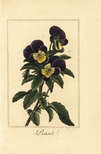 Stedmoderblomst, Pensee, Viola tricolor var. af Pancrace (after) Bessa
