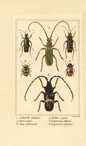 Spansk fluebille, Lytta vesicatoria 1, hvepsebille, Clytus arietis 2, Altica equinoctialis 3, Clytra quadripunctata 4, langhornsbiller, Chlorida festiva 5 og Trachyderes succinctus 6