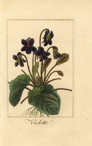 Sød viol, Violette, duftende viol af Pancrace (after) Bessa