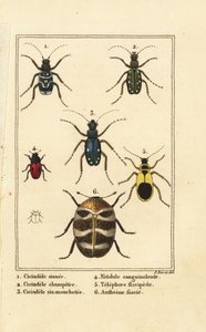 Tigerbiller, Cicindela sinuata 1, Cicindela campestris 2, Cicindela sexguttata 3, Nitidula sanguinolenta 4, varieret tæppebille, Telephore flavipede 5, Anthrenus verbasci 6