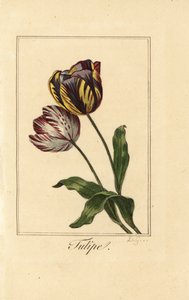 Varianter af tulipan, tulipan, Tulipa gesneriana