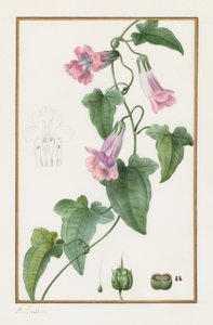 (Botanisk: Maurándia semperflorens) af Pancrace Bessa