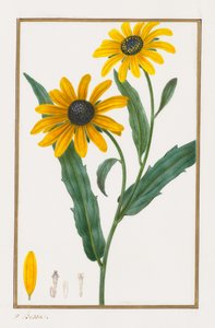 Sortøjede Susan, 1828-1835. af Pancrace Bessa