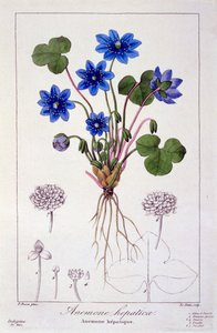 Hepatica nobilis, 1836 (håndkoloreret gravering)