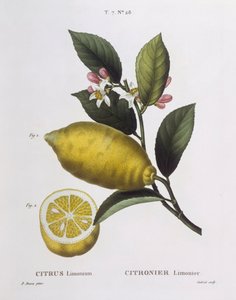 Citron (Citrus limonium), Henry Louis Duhamel du Monceau, botanisk plade af Pancrace Bessa