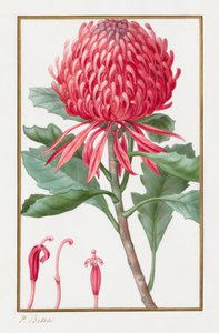 Uden titel, 1828-1835. af Pancrace Bessa