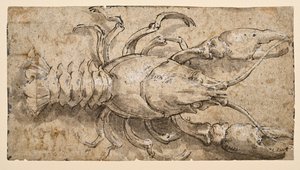 Krebs (recto) af Parmigianino