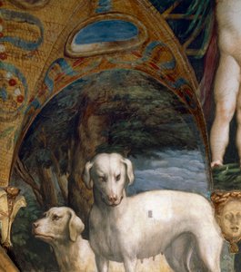 Par hunde, detaljer fra Myth of Diana and Actaeon, af Francesco Mazzola kendt som Parmigianino (1503-1540), fresco, nordsiden af Room of Diana and Actaeon, Rocca Sanvitale, Fontanellato, nær Parma, Italien, omkring 1524 af Parmigianino