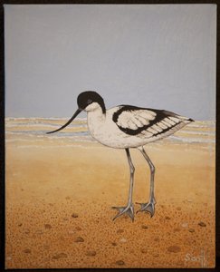 Avocet, 2016 af Pat Scott