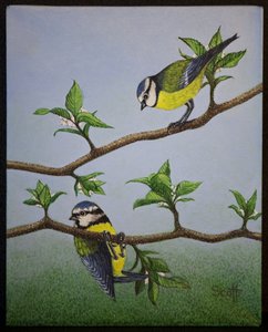 Bluetits, 2016 af Pat Scott