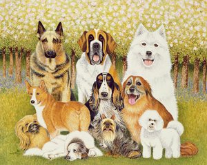 Hunde i maj af Pat Scott