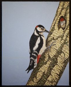 Rødhovedet spætte, 2016 af Pat Scott