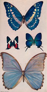 Nogle af Rios sommerfugle, 1914 af Patten Wilson