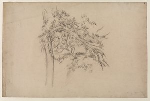 Study of a Tree, ca. 1885-87 (grafit på papir) af Paul Cézanne