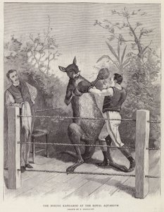Boksekænguruen ved Royal Aquarium, London (litho) af Paul Frenzeny