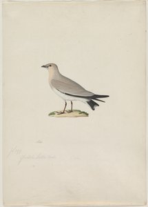 Lille Pratincole Glareola lactea, 1800-tallet. af Paul Huet