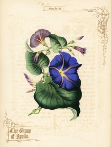 Morgen herlighedsblomster og løv. af Paul Jerrard