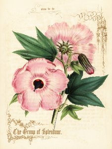 Pink hibiscus blomster og løv. af Paul Jerrard