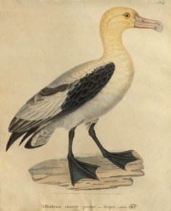 Albatros med kort hale (farvestik)