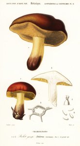 Boletsvamp, Boletus circinans., 1849 (gravering)