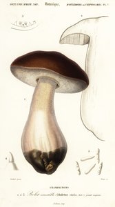 Cep, penny bun, porcino eller porcini svamp, Boletus edulis. ,1849 (gravering)