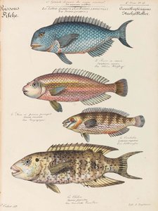 Naturhistorisk kursus, 1825-1826.