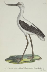 Hvidhovedet Avocet, begyndelsen af det 19. århundrede (farvegravering)