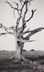 Dødt træ, Romney Marsh af Paul Nash